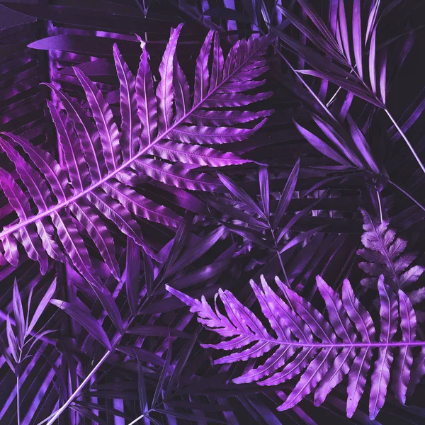 Creative Tropic Purple Leaves Layout Supernatural Concept — Stock Photo, Image