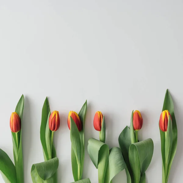 Creatieve Opstelling Van Lente Tulpen Lichte Achtergrond — Stockfoto