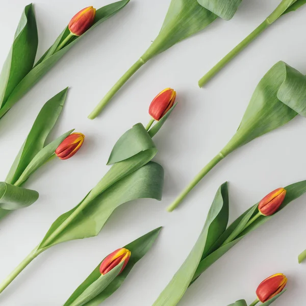 Creatieve Opstelling Van Lente Tulpen Lichte Achtergrond — Stockfoto