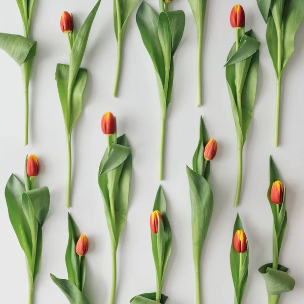 Disposición Creativa Los Tulipanes Primavera Sobre Fondo Brillante — Foto de Stock
