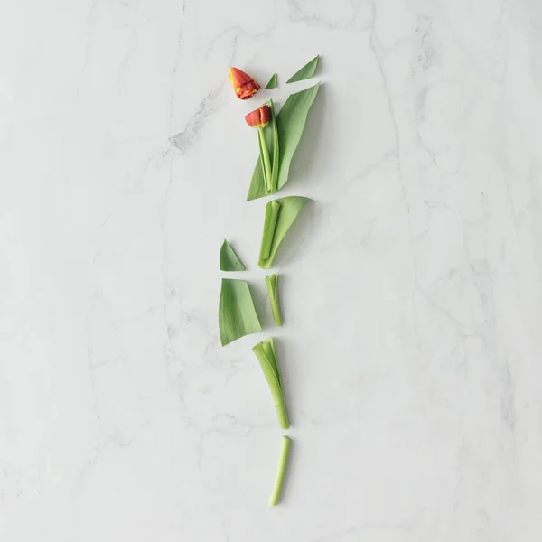 Tulip Bloem Gesneden Marmeren Achtergrond Minimale Voorjaar Concept — Stockfoto