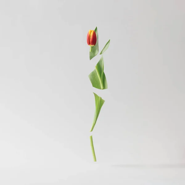 Flor Tulipán Rodajas Sobre Fondo Blanco Brillante Concepto Primavera Mínima — Foto de Stock