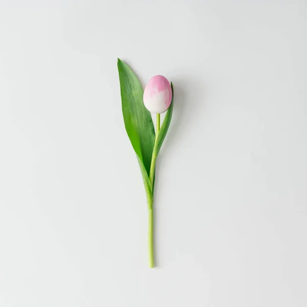 Uovo Pasqua Rosa Con Fiore Tulipano Concetto Creativo Primaverile — Foto Stock