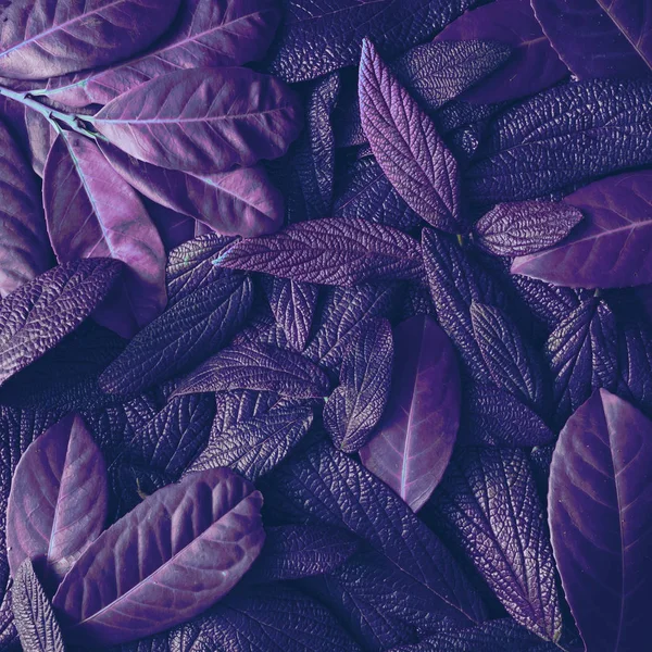 創造的な熱帯紫葉レイアウト 超自然的な概念 — ストック写真