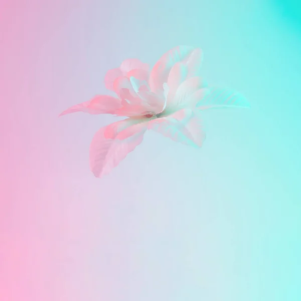 Fehér Virág Merész Színátmenet Holografikus Jelennek Meg Concept Art Minimális — Stock Fotó