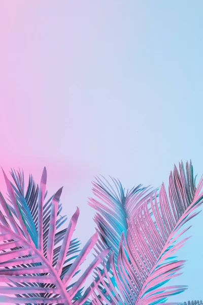 Tropikalnych Palm Pozostawia Żywe Odważne Kolory Holograficznego Gradientu Koncepcja Sztuki — Zdjęcie stockowe