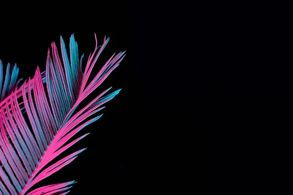 活気に満ちた大胆なグラデーション ホログラフィック ネオンの色 コンセプト アート 最小限のシュル レアリスムの熱帯とヤシの葉 — ストック写真