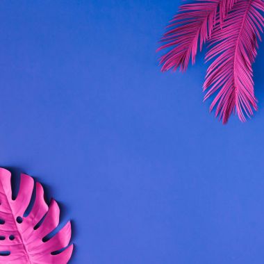 tropikal palmiye yaprakları ve pembe renklerde mavi arka plan, sanat kavramına, Minimal Sürrealizm 