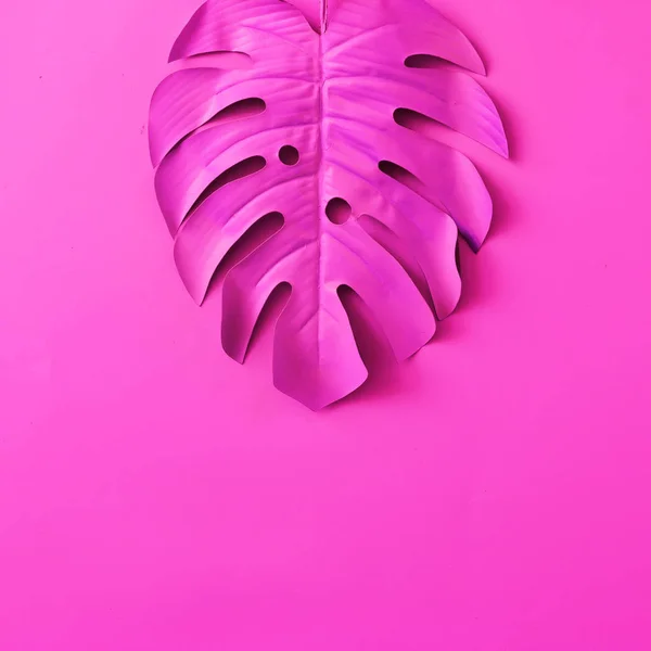 Tropiska Och Palm Leaf Rosa Färg Begreppet Konst Minimal Surrealism — Stockfoto