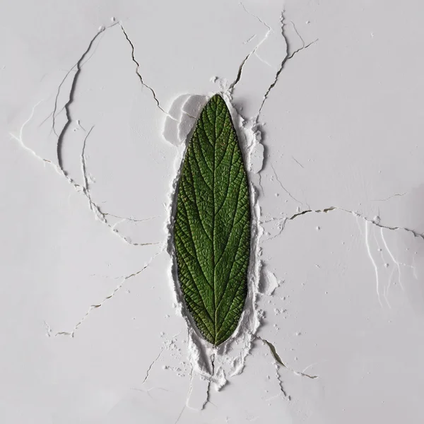 White Powder Texture Leaf Cracks Minimalism Flat Lay — Stock Photo, Image