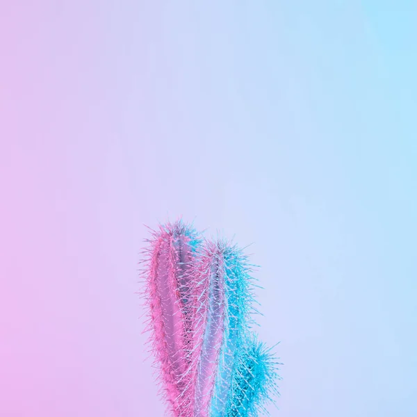 Cactus Levendige Vet Paarse Blauwe Holografische Verloopkleuren Concept Art Minimale — Stockfoto