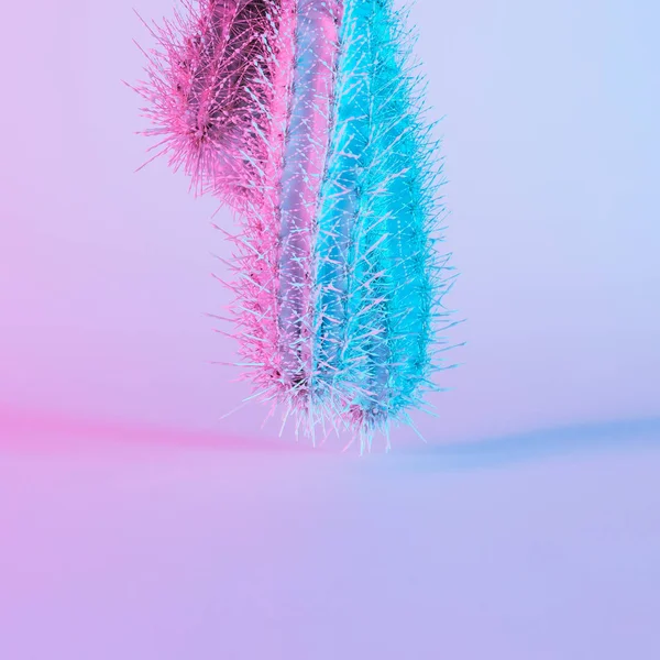 Cactus Vibrante Gradiente Negrita Púrpura Colores Holográficos Azules Arte Conceptual — Foto de Stock