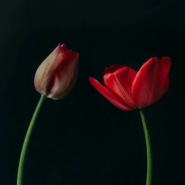 Bodegón Minimalista Con Flores Tulipán Sobre Fondo Oscuro — Foto de Stock