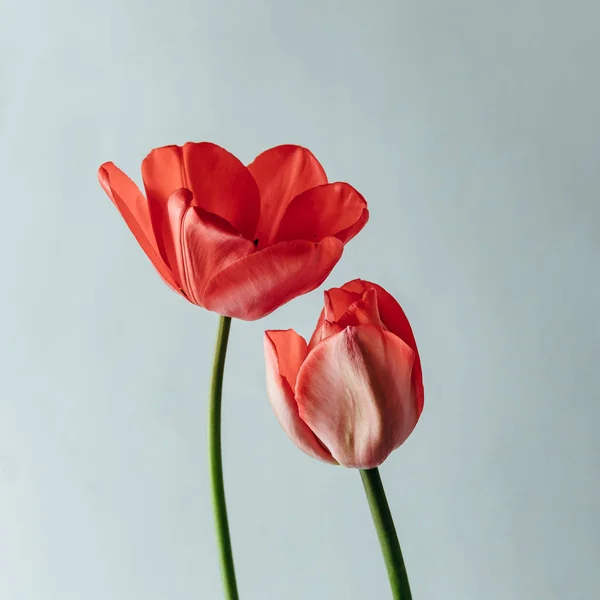 Gestylte Minimalistische Stillleben Mit Tulpenblumen Auf Weißem Hintergrund — Stockfoto
