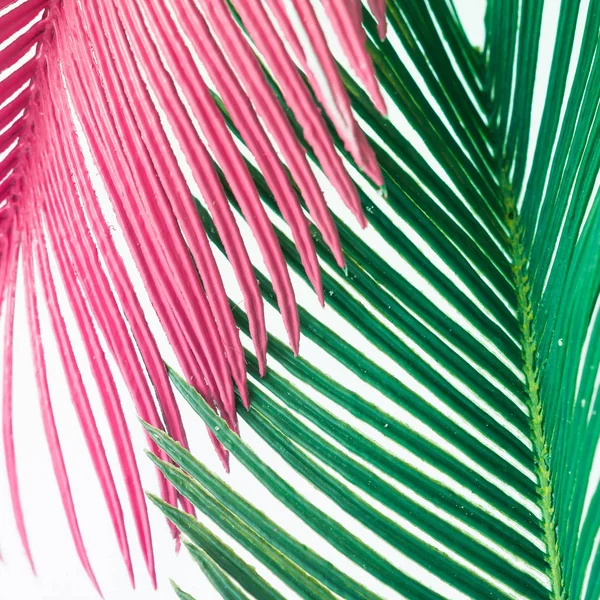 白色背景上的粉红色和绿色的热带叶子 最小的夏日异国情调概念 — 图库照片