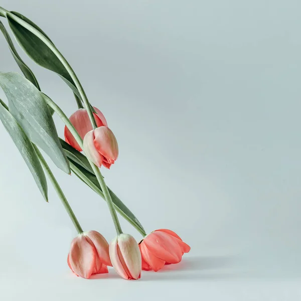 Nature Morte Minimaliste Avec Des Fleurs Tulipes Sur Fond Blanc — Photo