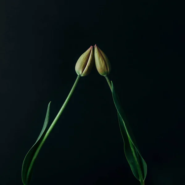Gestylte Minimalistische Stillleben Mit Tulpenblumen Auf Dunklem Hintergrund — Stockfoto