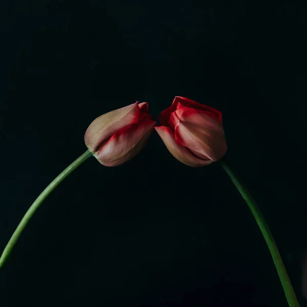 Stylad Minimalistisk Stilleben Med Tulpan Blommor Mörk Bakgrund — Stockfoto