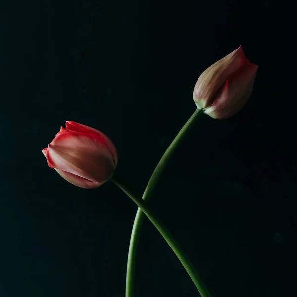 Bodegón Minimalista Con Flores Tulipán Sobre Fondo Oscuro — Foto de Stock