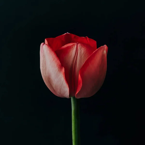 Bodegón Minimalista Con Flores Tulipán Sobre Fondo Oscuro — Foto de Stock