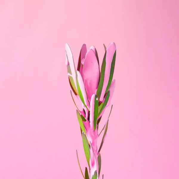 Flower Dripping Pink Paint Minimal Summer Exotic Concept Copy Space — Stock Photo, Image