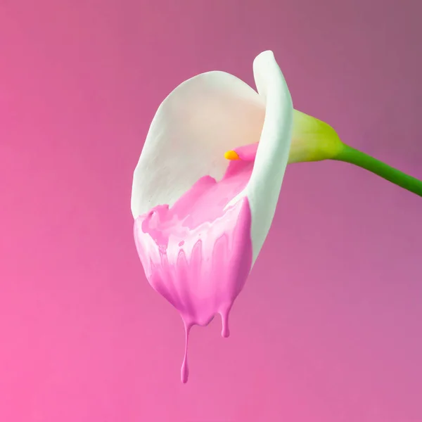 Calla Flor Com Tinta Rosa Pingando Conceito Exótico Verão Mínimo — Fotografia de Stock