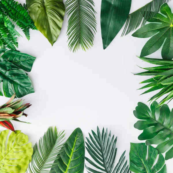 Tropikal Yaprak Beyaz Zemin Üzerine Yapılmış Yaratıcı Düzeni Yaz Egzotik — Stok fotoğraf