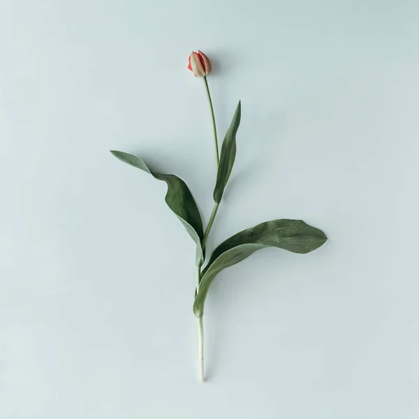 Στυλ Μίνιμαλ Νεκρή Φύση Λουλούδι Τουλίπα Άσπρο Φόντο Επίπεδη Θέσει — Φωτογραφία Αρχείου