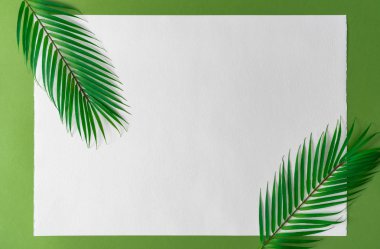 Tropical bright colorful background with exotic tropical palm leaves on empty paper . Minimal creative summer concept