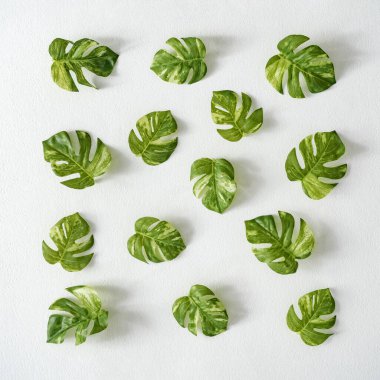 Tropical background pattern with monstera leaves. Minimal creative summer concept 