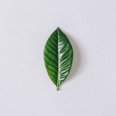 Minimal nature layout with green leaf and textured paper background. Summer concept