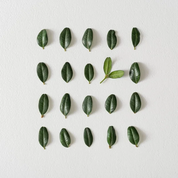 Креативне Компонування Зеленим Листям Концепція Мінімальної Пружини — стокове фото