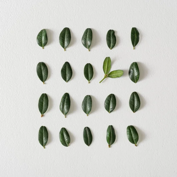 Creative Layout Pattern Green Leaves Minimal Spring Concept — 스톡 사진