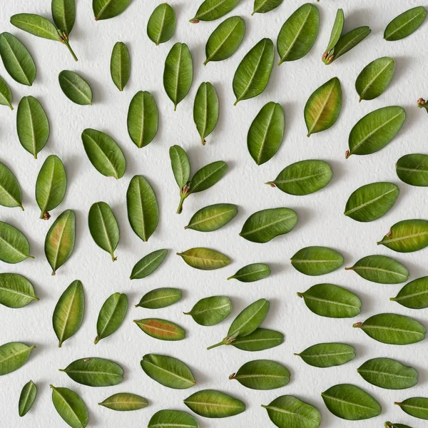 Padrão Layout Criativo Com Folhas Verdes Conceito Mola Mínima — Fotografia de Stock