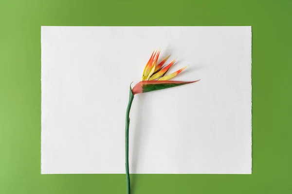 Fundo Colorido Brilhante Tropical Com Pássaro Flor Paradisíaca Papel Vazio — Fotografia de Stock