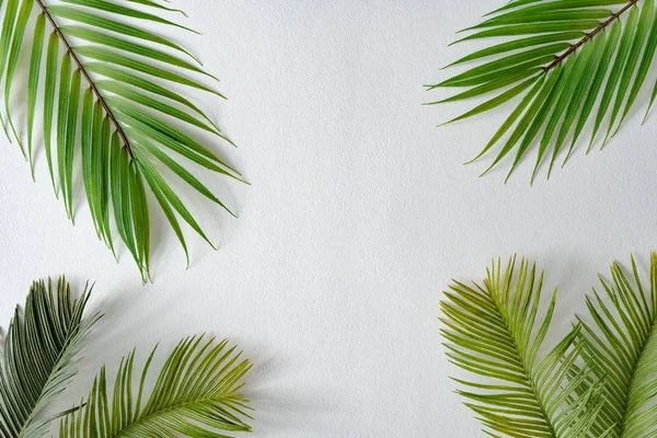 Tropical Bright Colorful Background Exotic Tropical Palm Leaves Minimal Creative — Stok fotoğraf