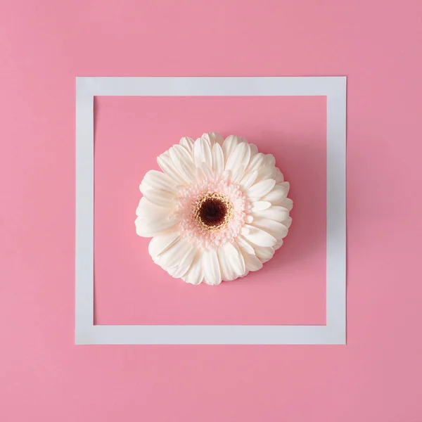 Composition Créative Fleurs Blanches Cadre Sur Fond Rose Concept Flowerscape — Photo