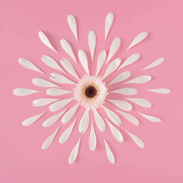 Kreatywna Kompozycja Białego Kwiatu Płatkami Różowym Tle Koncepcja Krajobrazu Kwiatowego — Zdjęcie stockowe