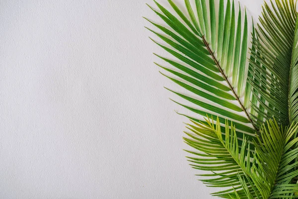 Tropické Uspořádání Zelenými Palmovými Listy Pozadí Letního Rámce — Stock fotografie