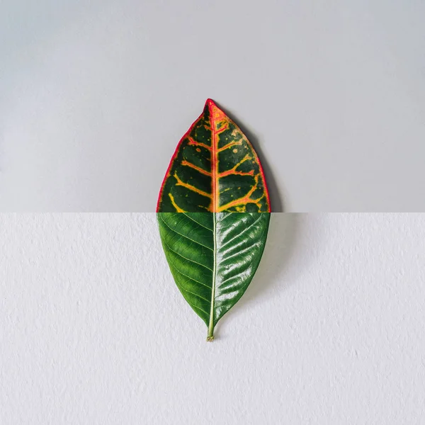 Minimales Naturkonzept Mit Grünem Und Rotem Blatt Sommer Tropischen Hintergrund — Stockfoto
