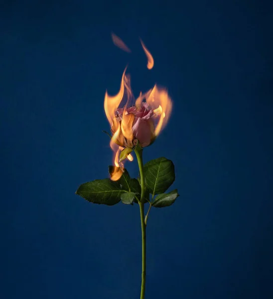 Flammende Rosenblüte Auf Blauem Hintergrund Valentinstag Und Liebeskonzept Mit Blume — Stockfoto