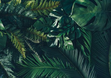 Creative nature background. Green tropical palm leaves. Minimal summer abstract jungle or forest composition. Contemporary style. clipart