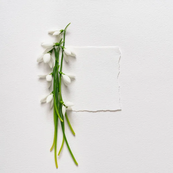 Creative Layout Made Snowdrop Flowers Paper Card Note Minimal Nature — Stock Photo, Image