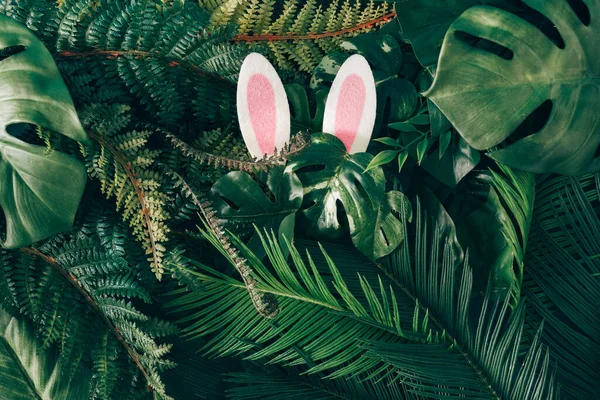Творческий Пасхальный Фон Зеленые Тропические Пальмовые Листья Розовыми Пасхальными Ушами — стоковое фото