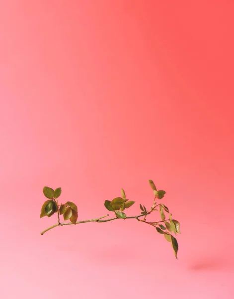 明るいパステルピンクの日差しの背景にバラの枝で作られたトレンディな夏のレイアウト 創造的なコピースペースと最小限の夏の花や自然コンセプト — ストック写真