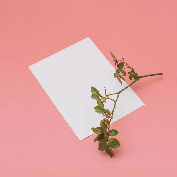 Layout Verão Moda Feito Com Rosa Ramo Papel Cartão Nota — Fotografia de Stock