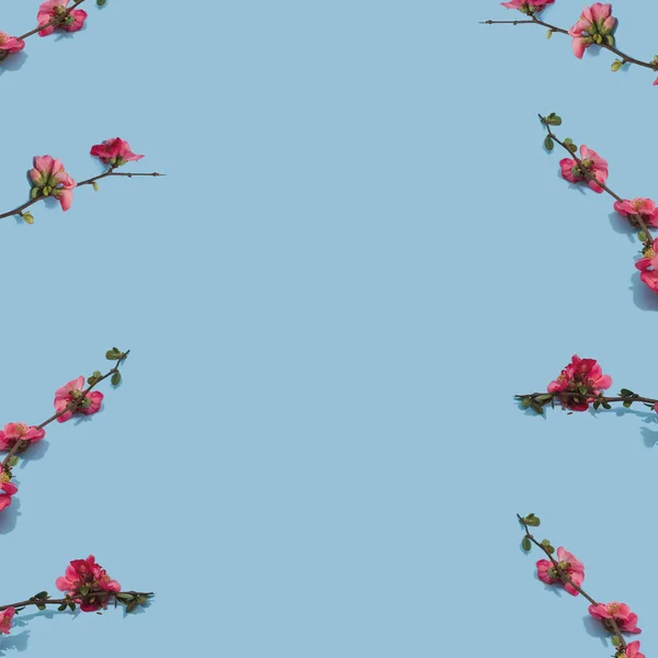 Disposizione Floreale Fatta Con Rami Fiori Rosa Sfondo Blu Pastello — Foto Stock