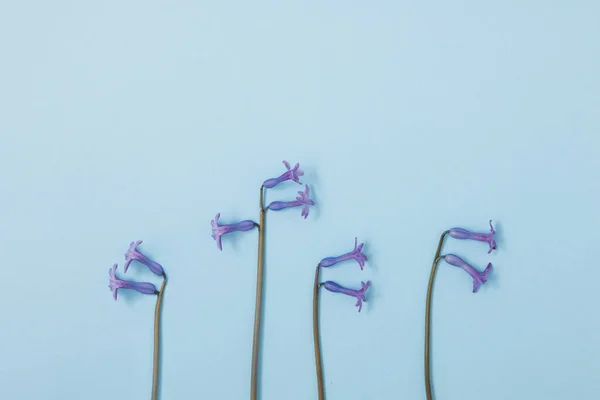 Florales Arrangement Mit Violetten Blumen Vor Pastellblauem Hintergrund Frühlingskonzept — Stockfoto