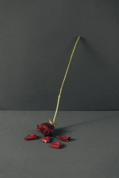 Kreative Komposition Mit Trockenen Rosenblüten Und Blütenblättern Pastellfarben Und Sanfte — Stockfoto