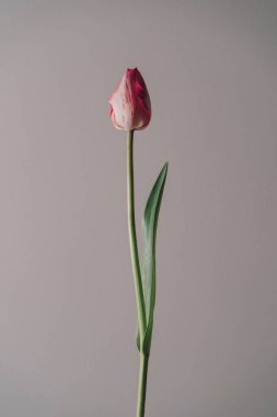 Çiçek tasarımı: Bahçe pembe şeftali rengi lale kremalı soluk renkli balmumu çiçeği. Basit modern doğa geçmişi. Asgari yaz konsepti.